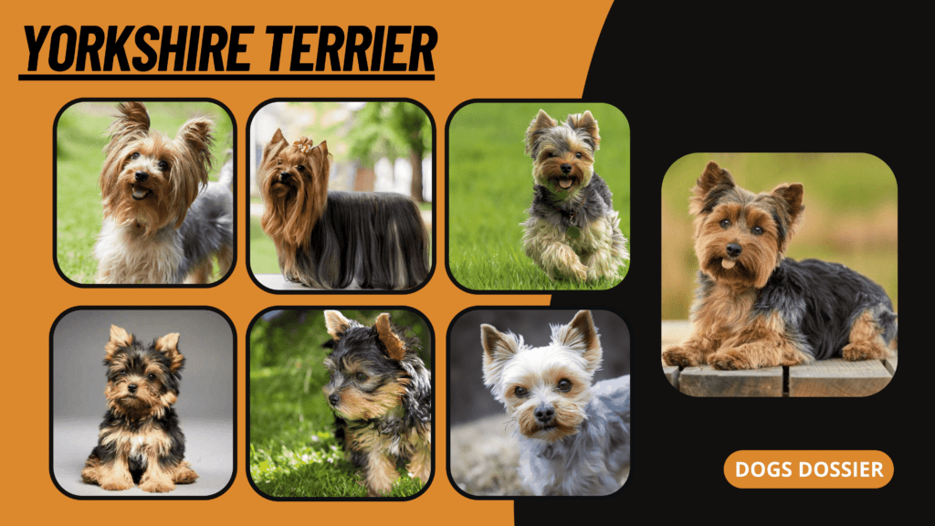 Yorkshire Terrier Picture