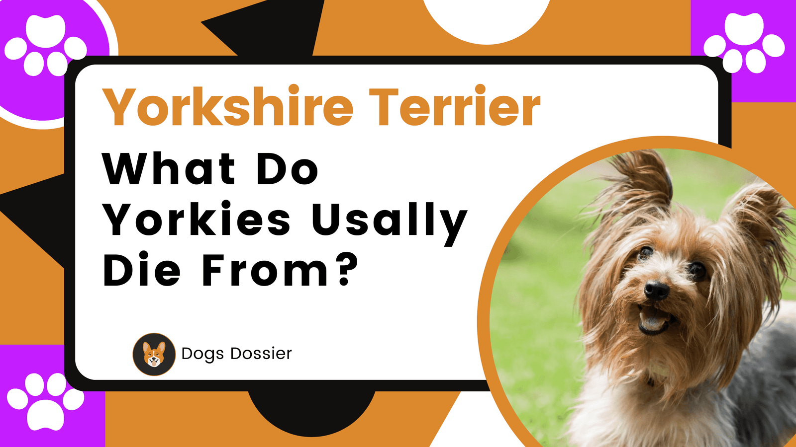 What Do Yorkies Usually Die From?Unveiling the Silent Threat