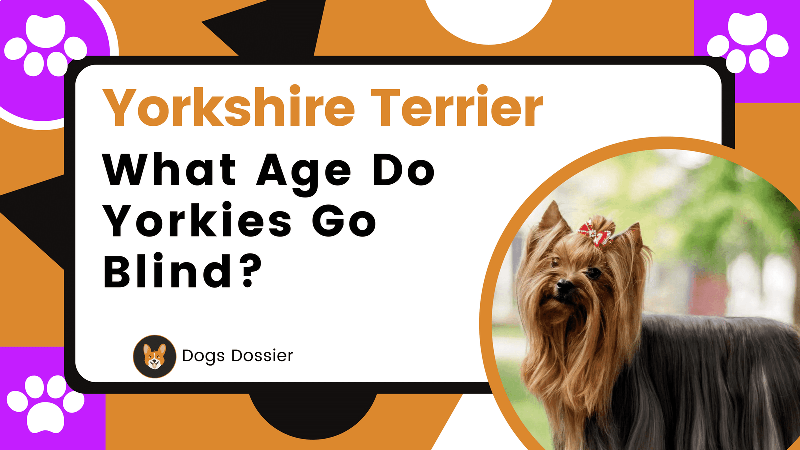 What Age Do Yorkies Go Blind?