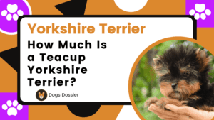 How much is a Teacup Yorkshire Terrier?