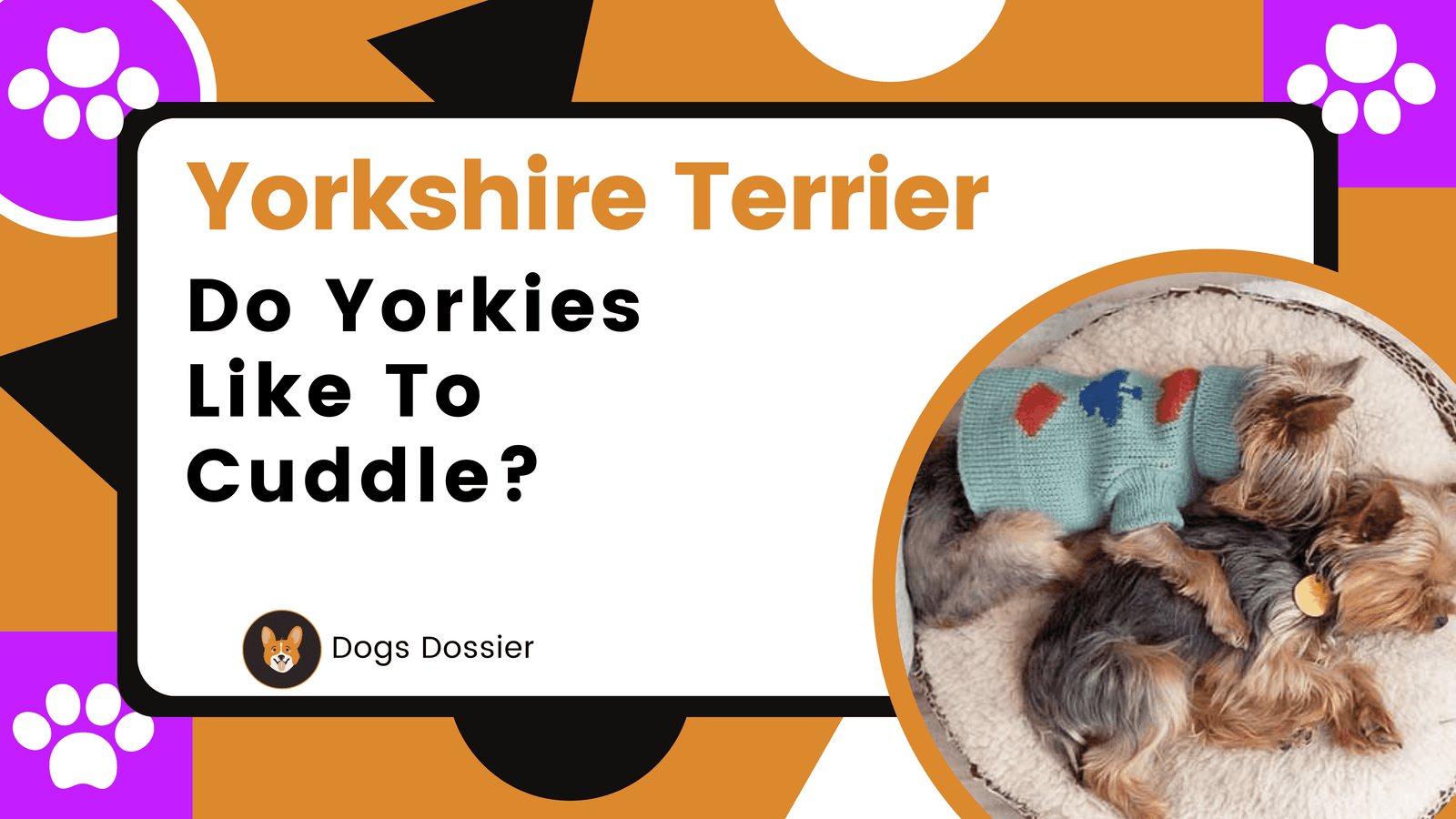 Do Yorkies like to Cuddle? A Complete Guide