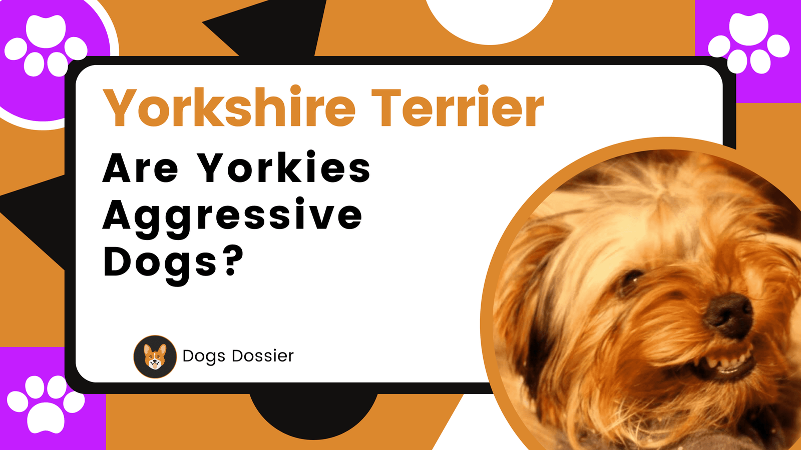 Are Yorkies Aggressive Dogs?