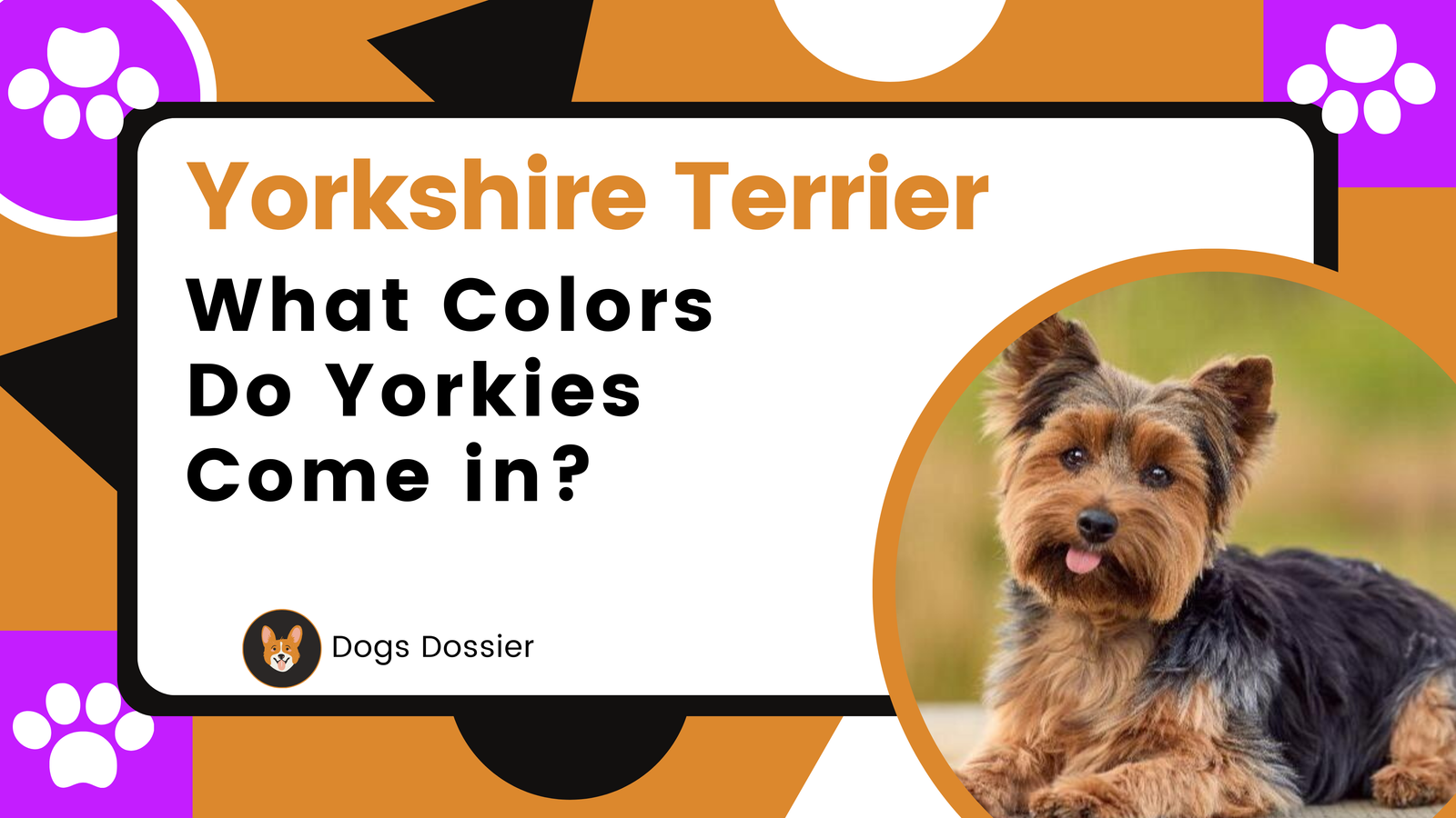 What Colors Do Yorkies Come in? Exploring the Vibrant Palette of Yorkie Coats