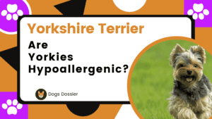 Are Yorkies Hypoallergenic? Expert Insights