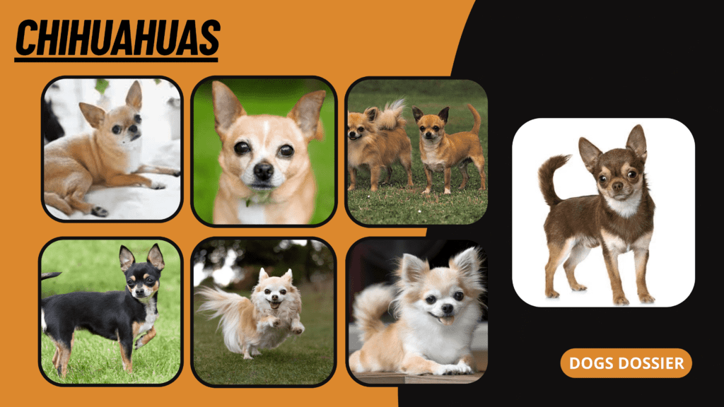 Chihuahuas Pictures