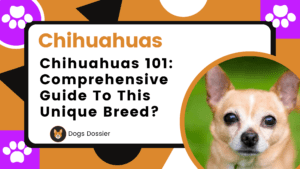 Chihuahuas 101: A Comprehensive Guide to This Unique Breed