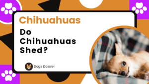 Do Chihuahuas Shed? Uncovering the Truth!