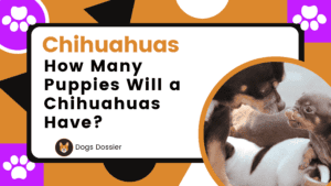 How Many Puppies Will a Chihuahua Have?