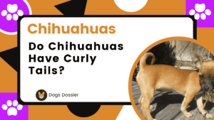 Do Chihuahuas Have Curly Tails? Unveiling the Mystery!