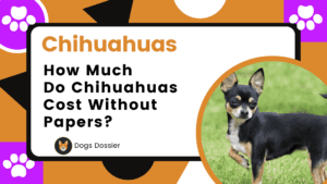 How Much Do Chihuahuas Cost Without Papers?