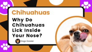 Why Do Chihuahuas Lick Inside Your Nose?