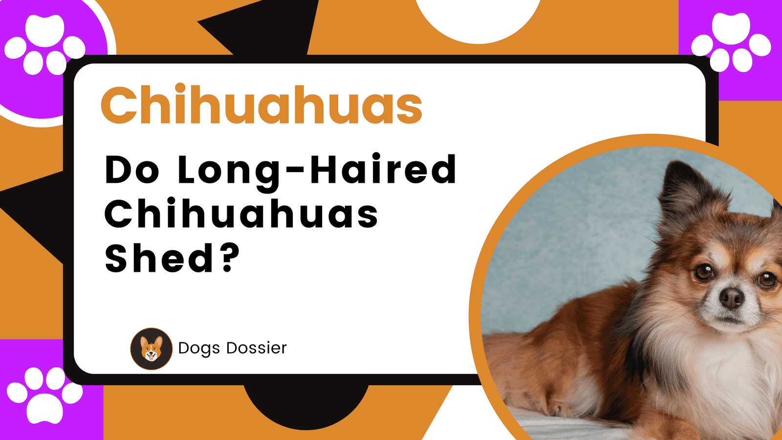 Do Long-Haired Chihuahuas Shed?