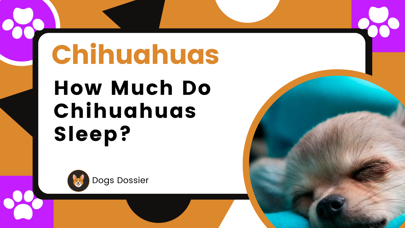 How Much Do Chihuahuas Sleep? Discover the Surprising Truth!