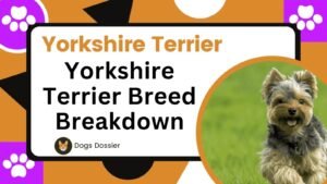 Yorkshire Terrier Breed Breakdown