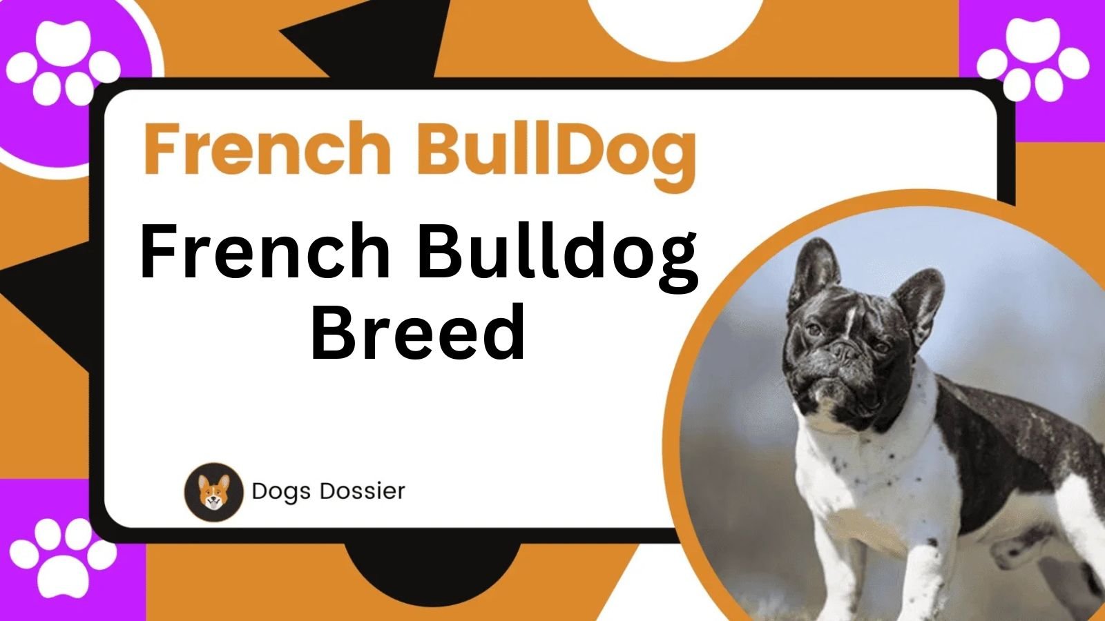 French Bulldog Breed