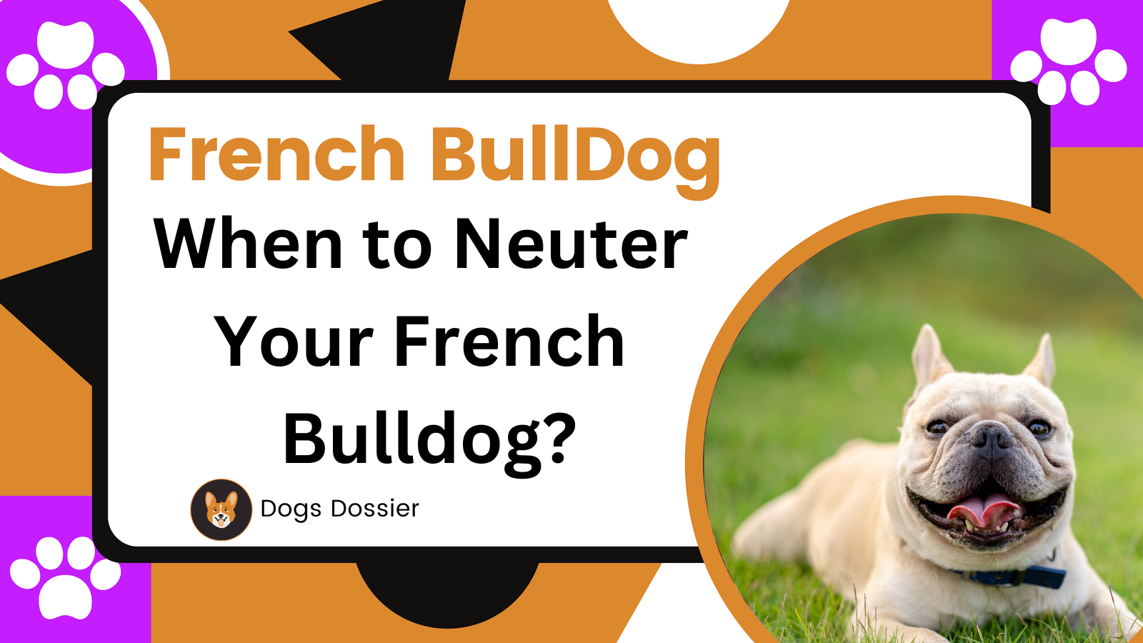 When to Neuter Your French Bulldog?