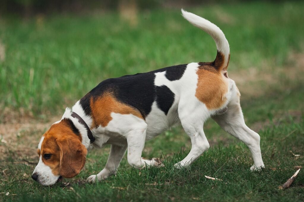 Beagle Smelling