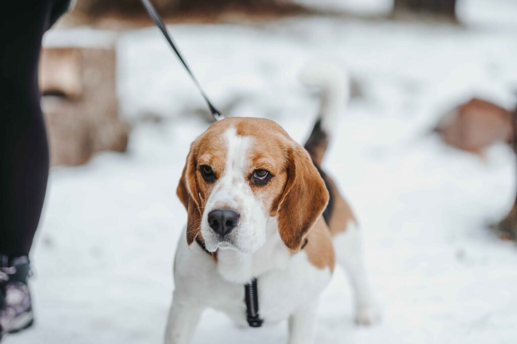Beagles in winter