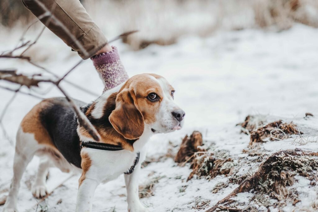 Beagles in snow