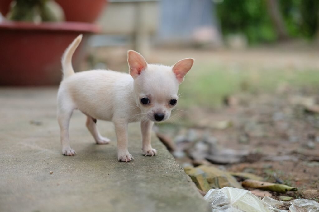 Chihuahua Tail
