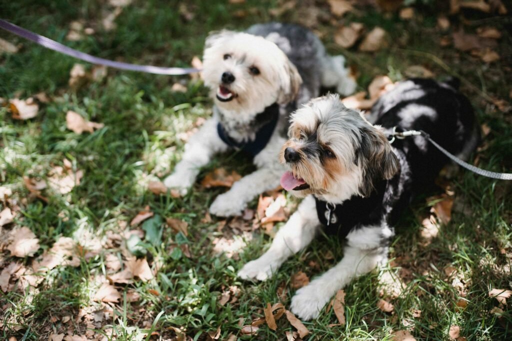 Yorkshire Terrier 