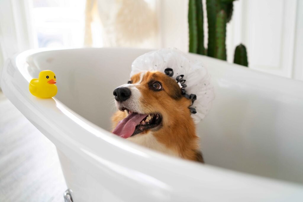 Beagle Washing