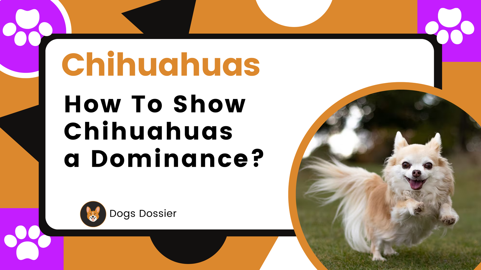 How to Show a Chihuahua Dominance: A Complete Guide