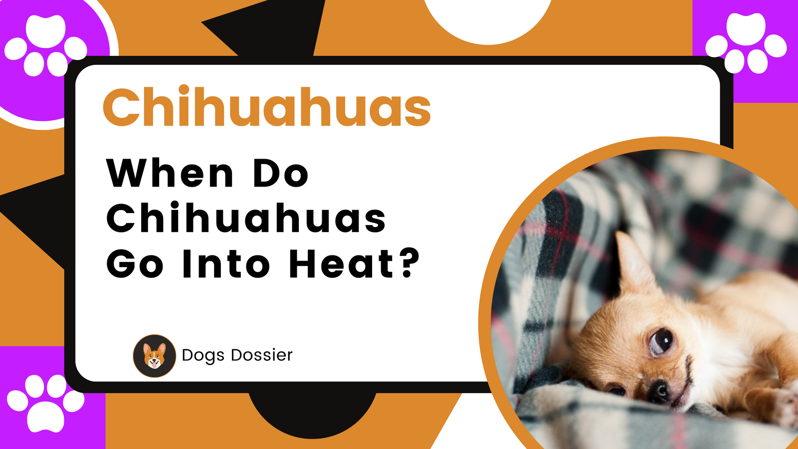 When Do Chihuahuas Go Into Heat? A Complete Guide