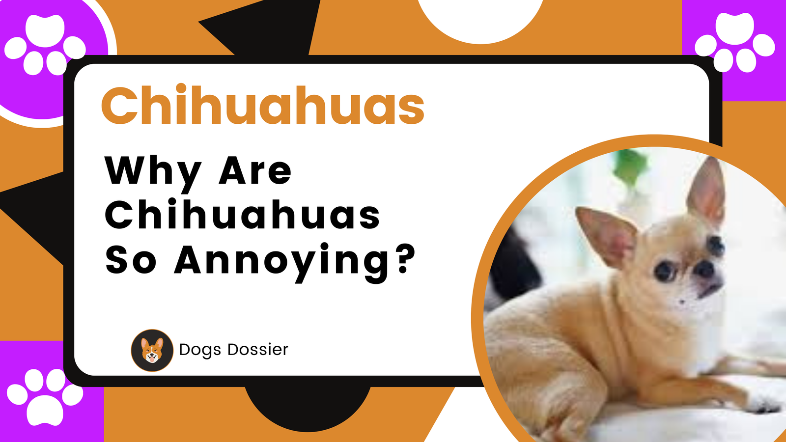 Why Are Chihuahuas So Annoying?