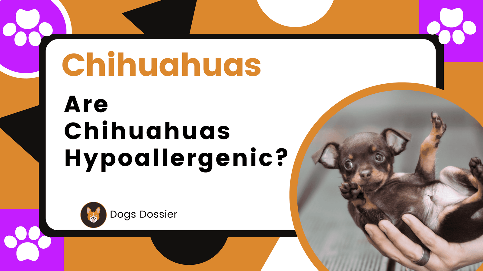Are Chihuahuas Hypoallergenic? A Comprehensive Guide