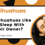 Do Chihuahuas Like to Sleep with Their Owners?