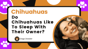 Do Chihuahuas Like to Sleep with Their Owners?