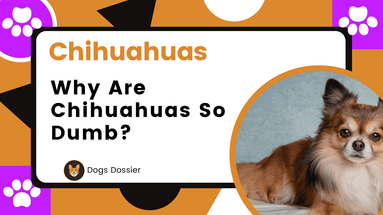 Why Are Chihuahuas So Dumb?