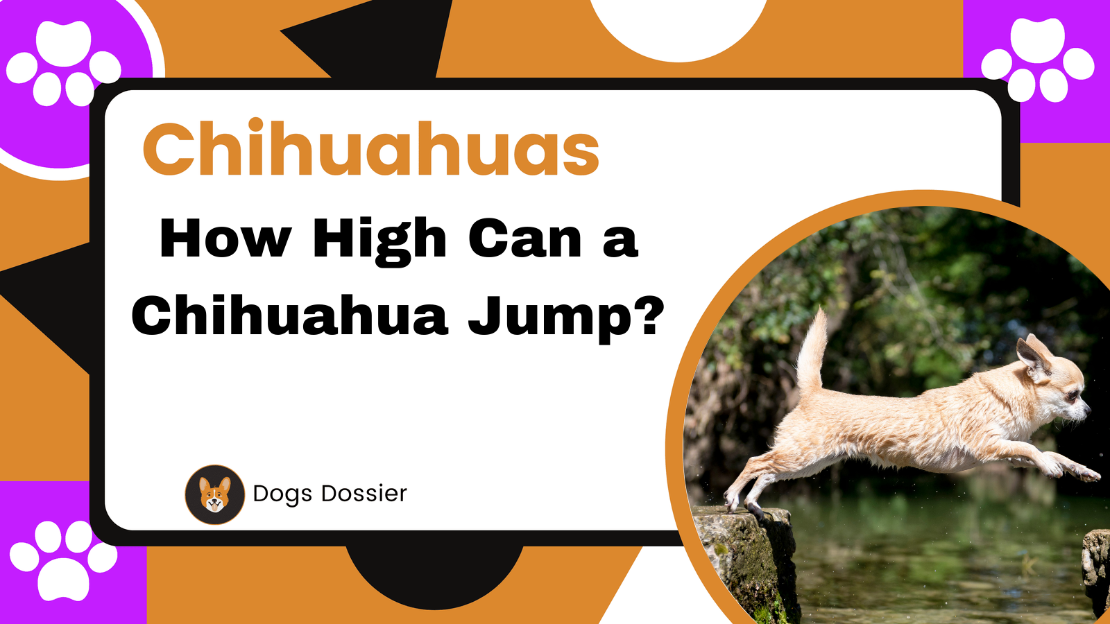 How High Can a Chihuahua Jump?